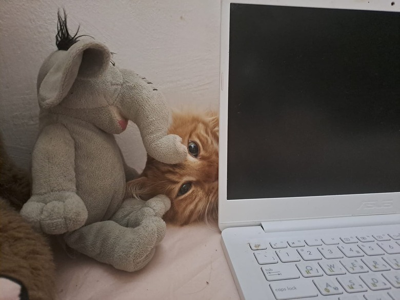 orange cat hiding behind computer and stuffed animal elephant.