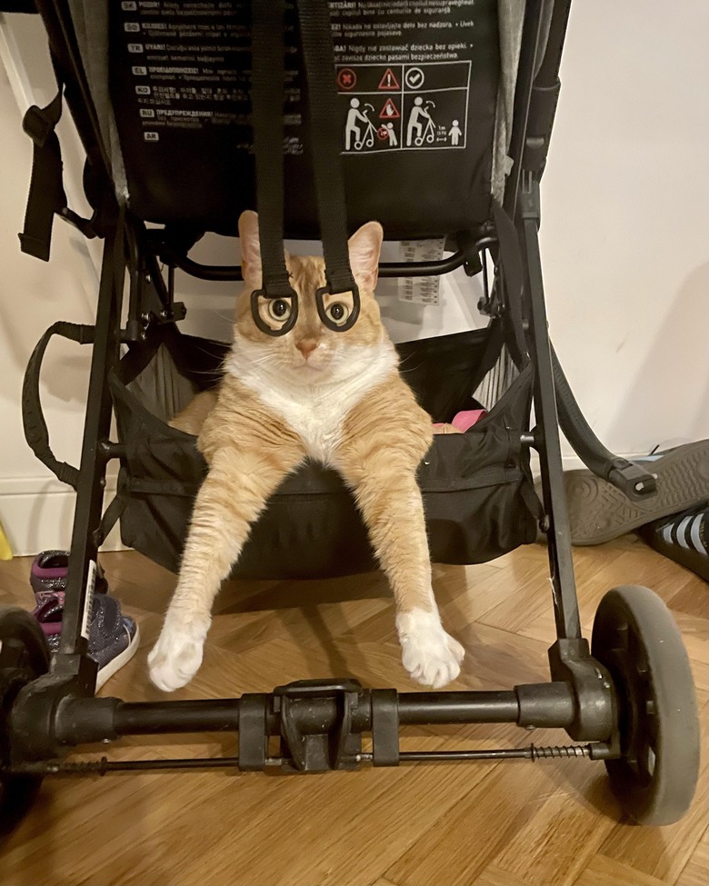 orange cat sitting in baby stroller.