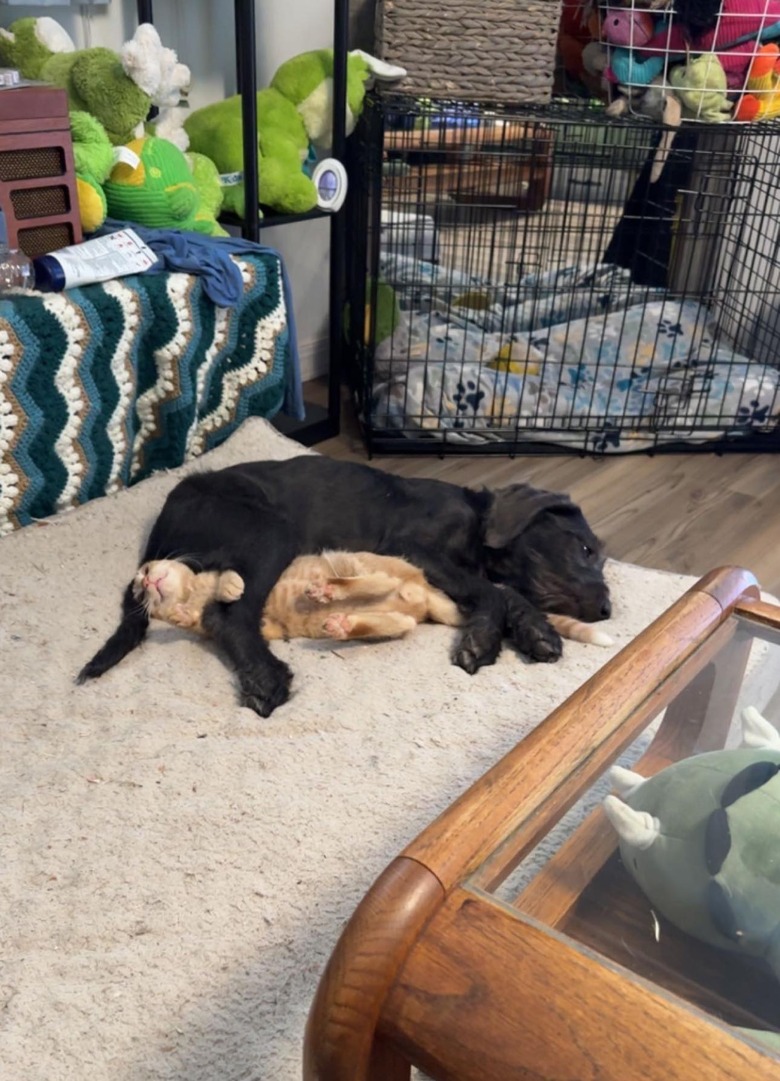 orange cat stuck under sleeping dog.