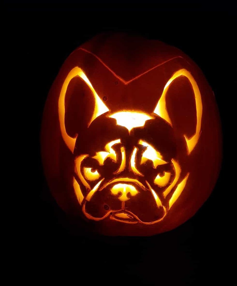 French bulldog jack'o'lantern.