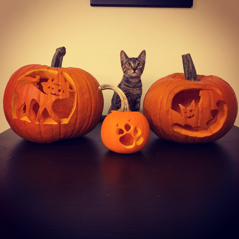 Kitten posing with three jack'o'lanterns.