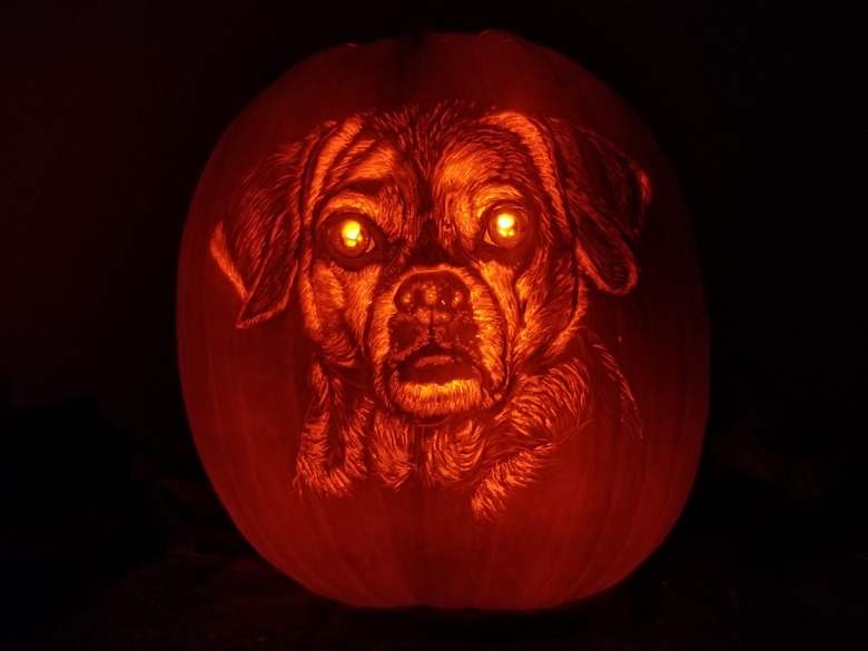 Realistic dog carved into pumpkin.