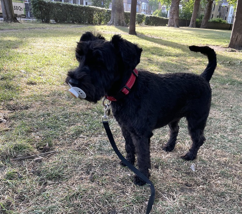 A dog picks up a baby pacifier while on a walk.