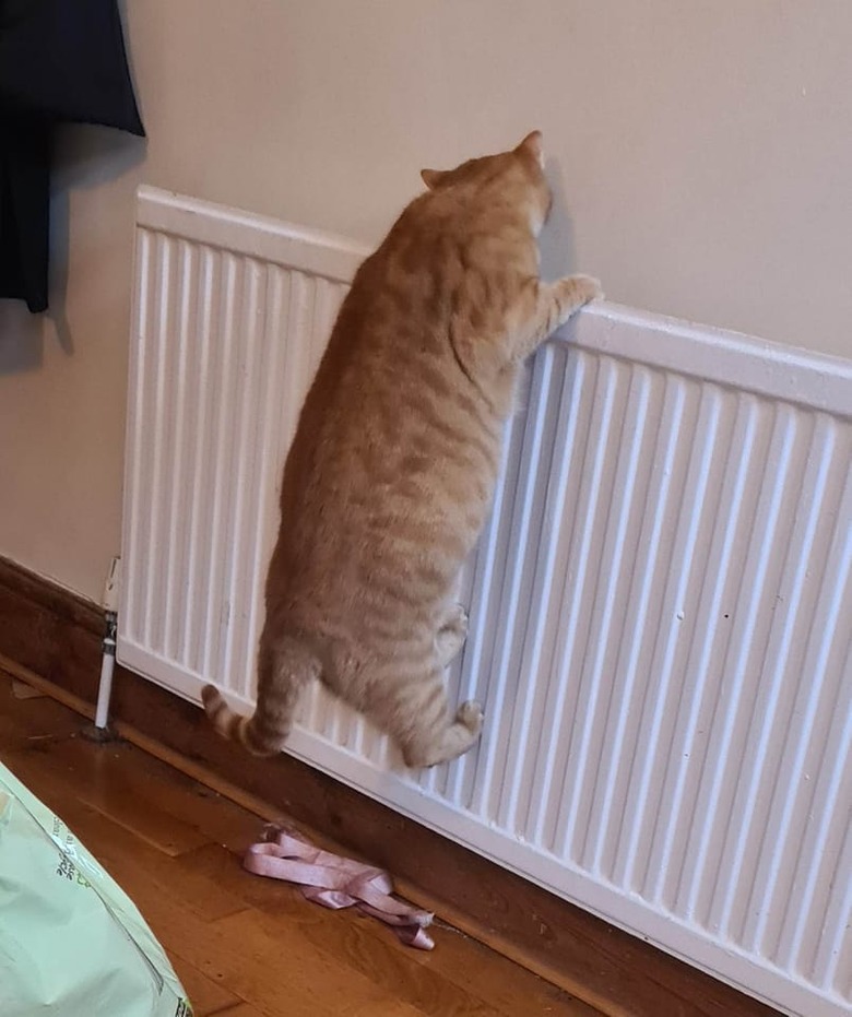 An orange cat is looking for a lost ribbon behind a radiator.