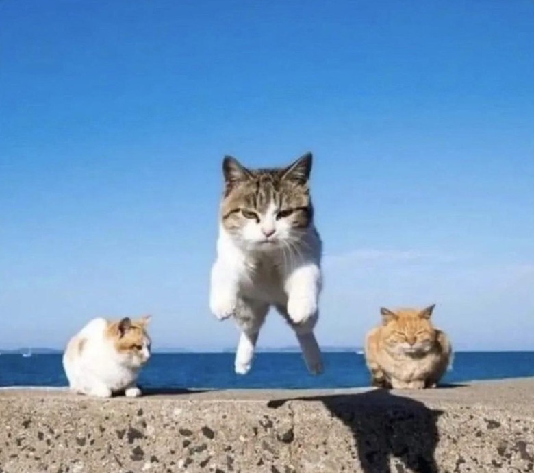 S cat jumping straight towards the camera, and two other cats continue to sit on a wall ledge; the photo is taken outside by an ocean.