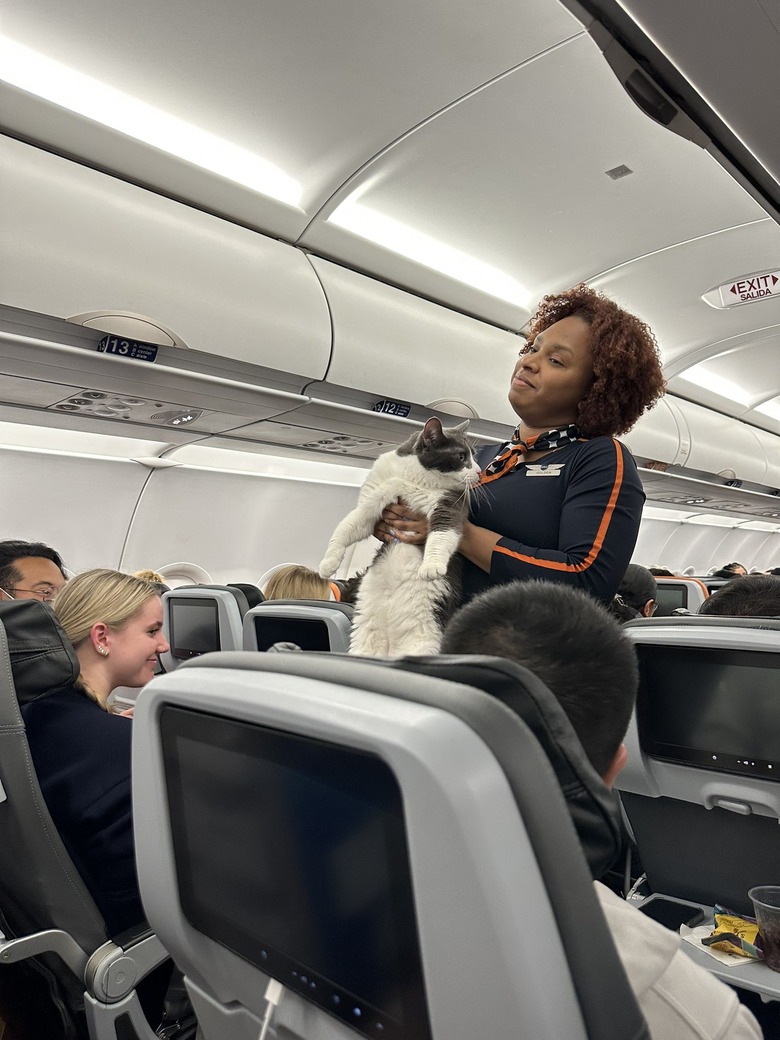 A cat escapes from their cage on an airplane, and a flight attendant is carrying them.