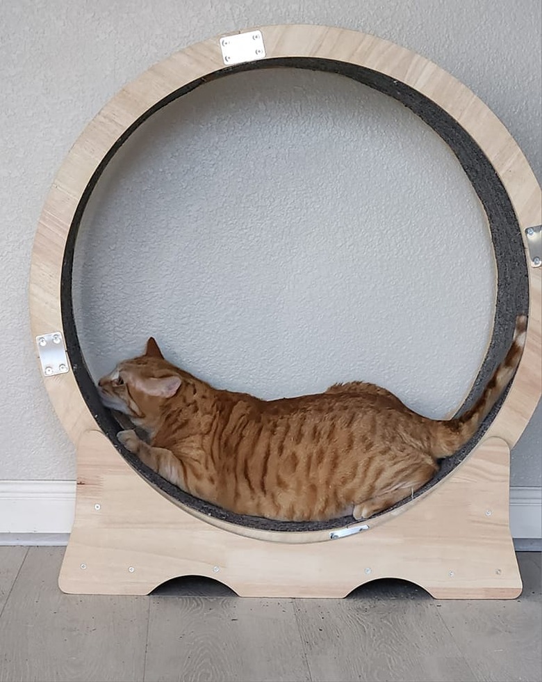 A cat is lounding on an exercise wheel.