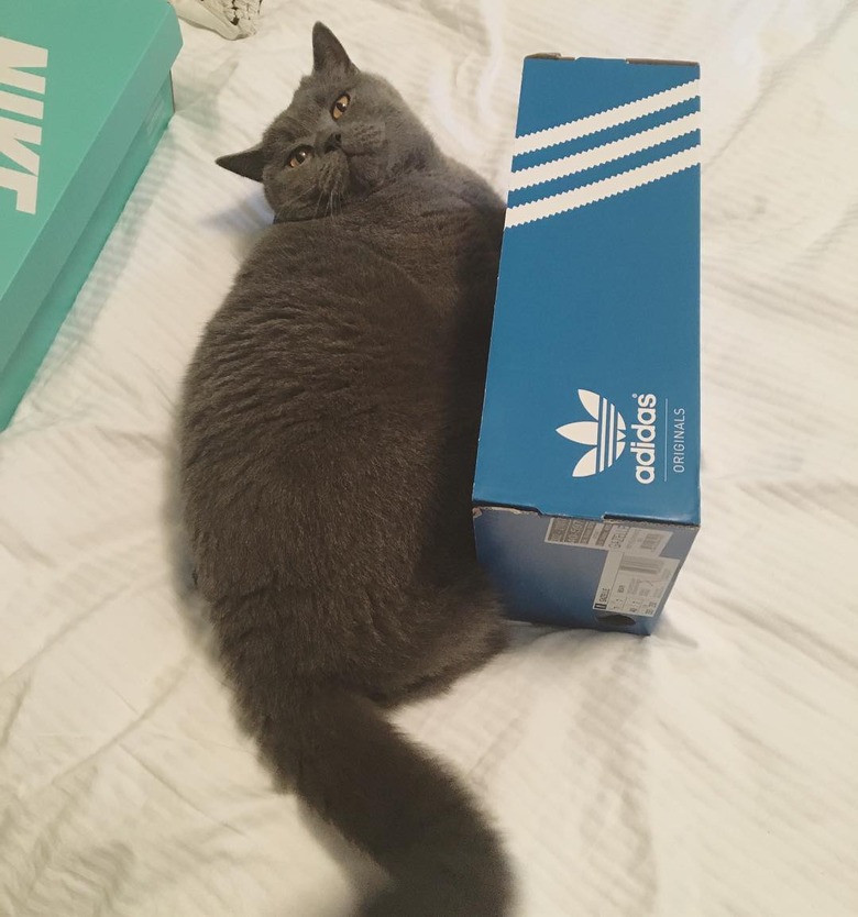 Gray British shorthair cat tips shoe box over.