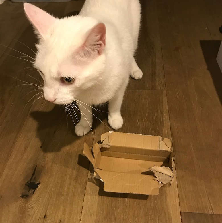 box is too small for a white cat.