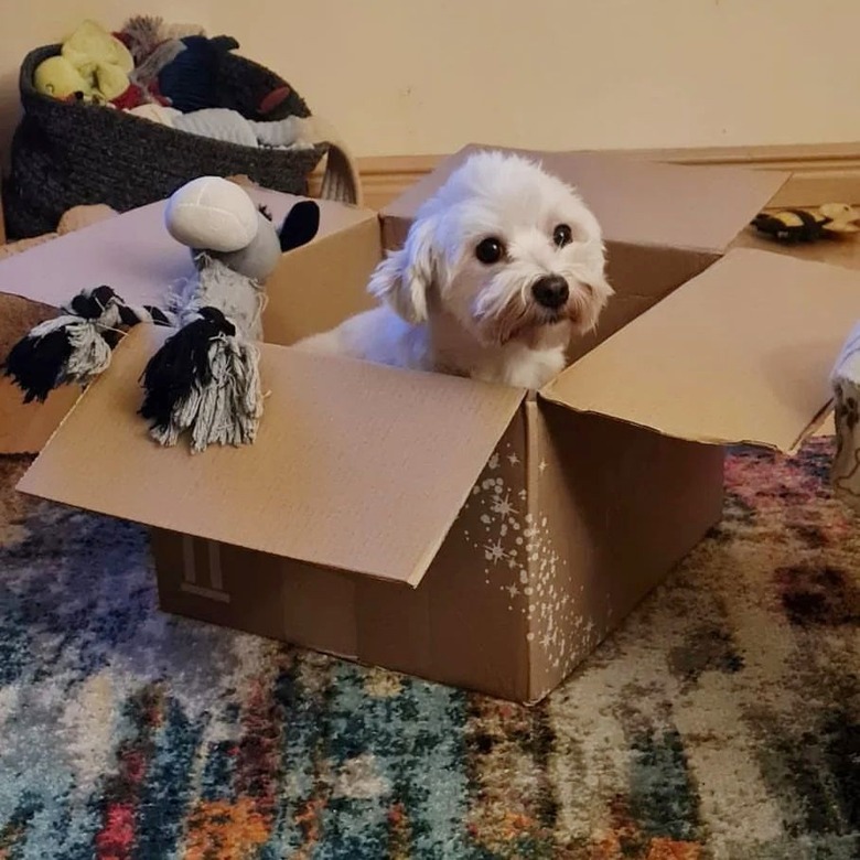 Coton de Tulear dog stuck in box.