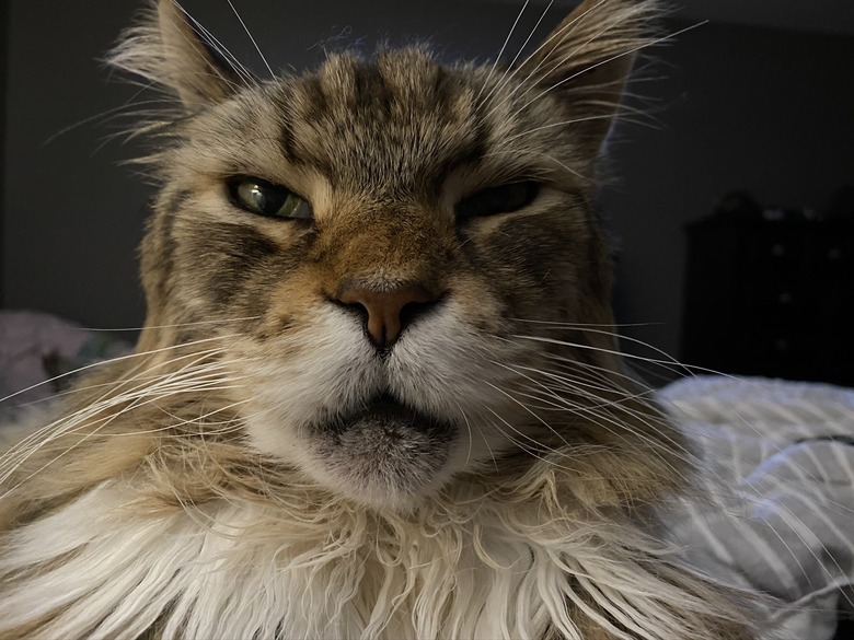 Closeup of a cat who looks like a wizard.