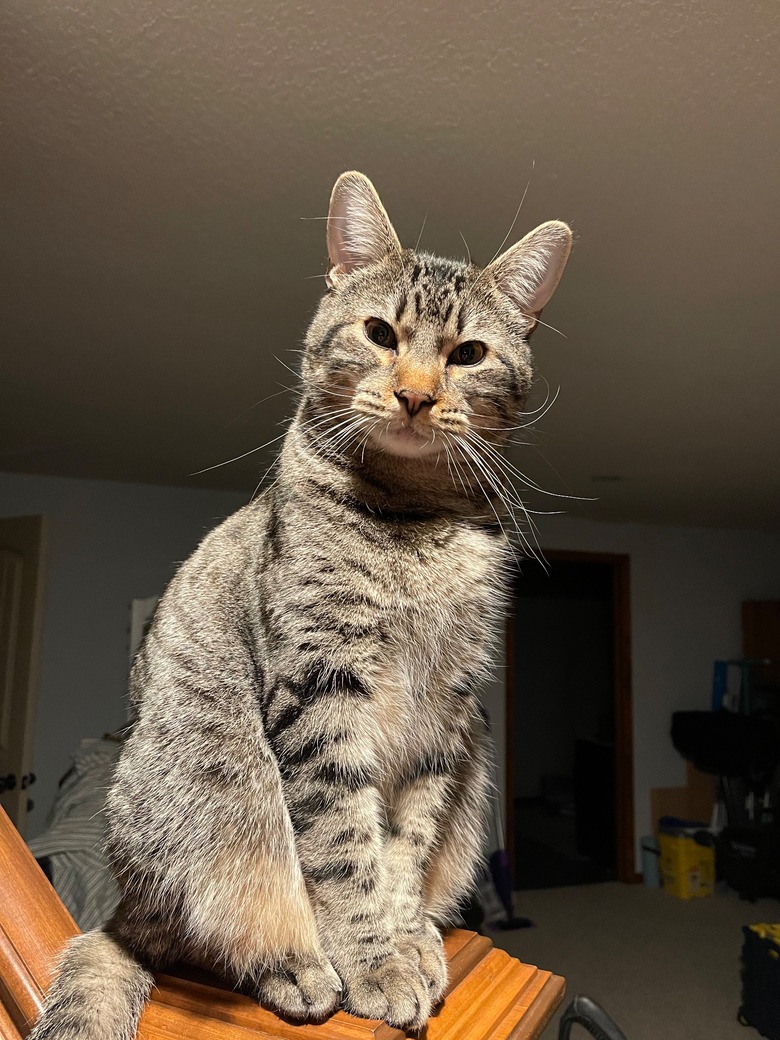 A cat looks like he is about to give you a stern lecture.