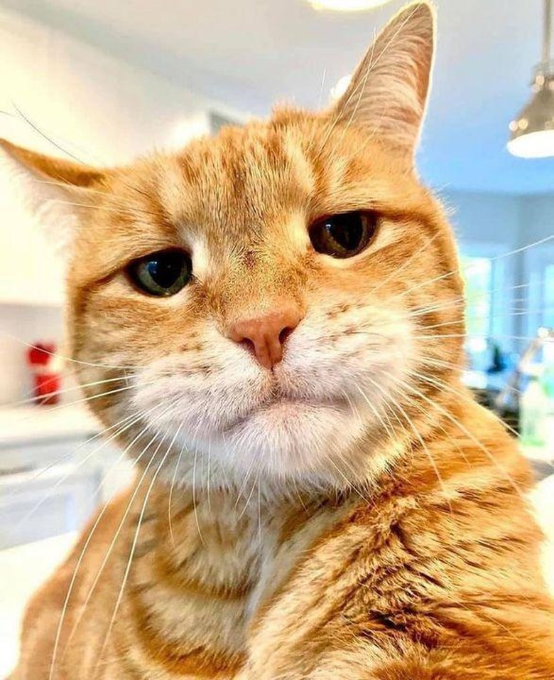 An orange cat looks like actor Brendan Gleeson.