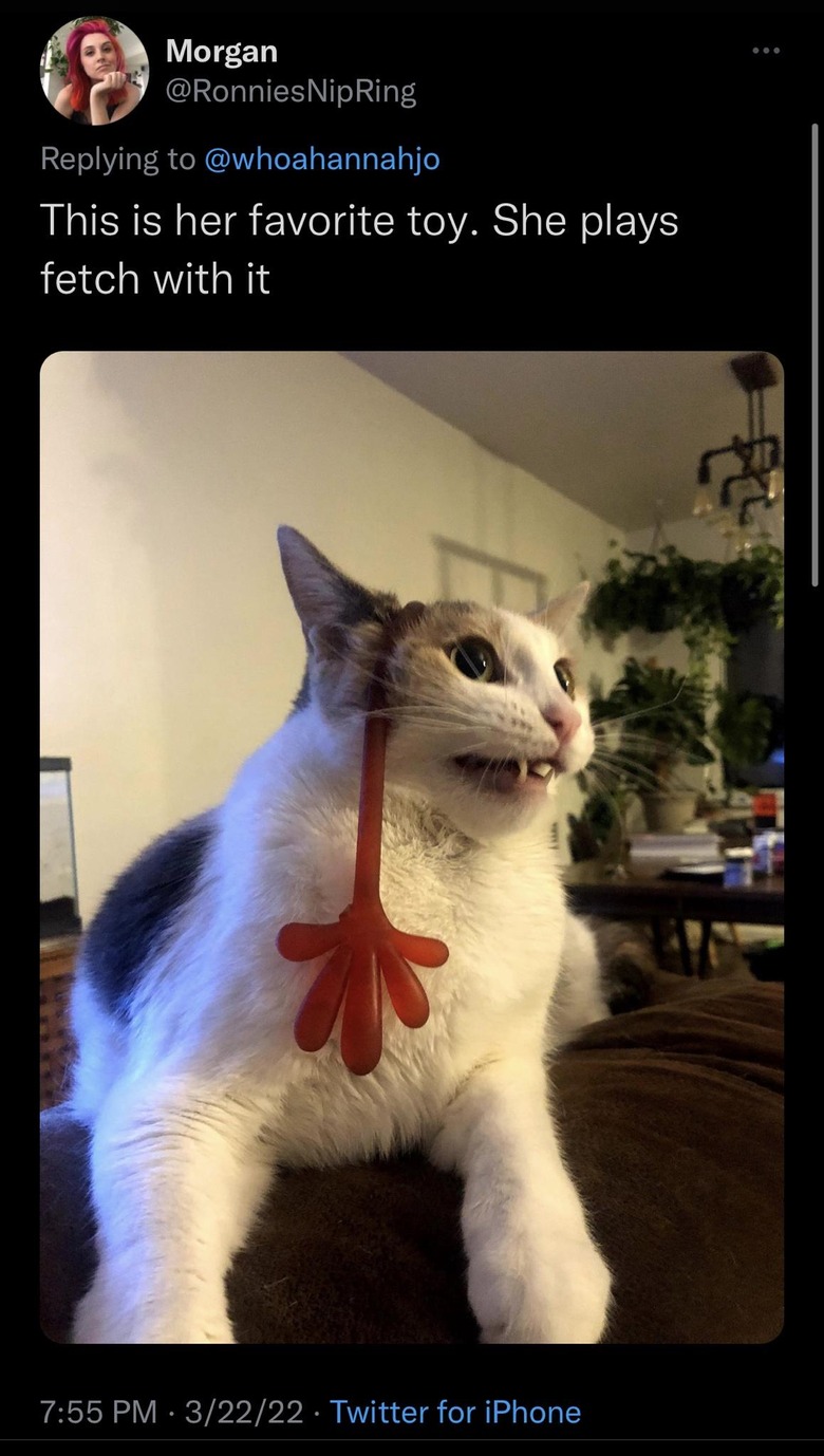 Cat with sticky hand toy on head