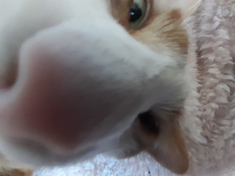 Extreme close up of cat's nose