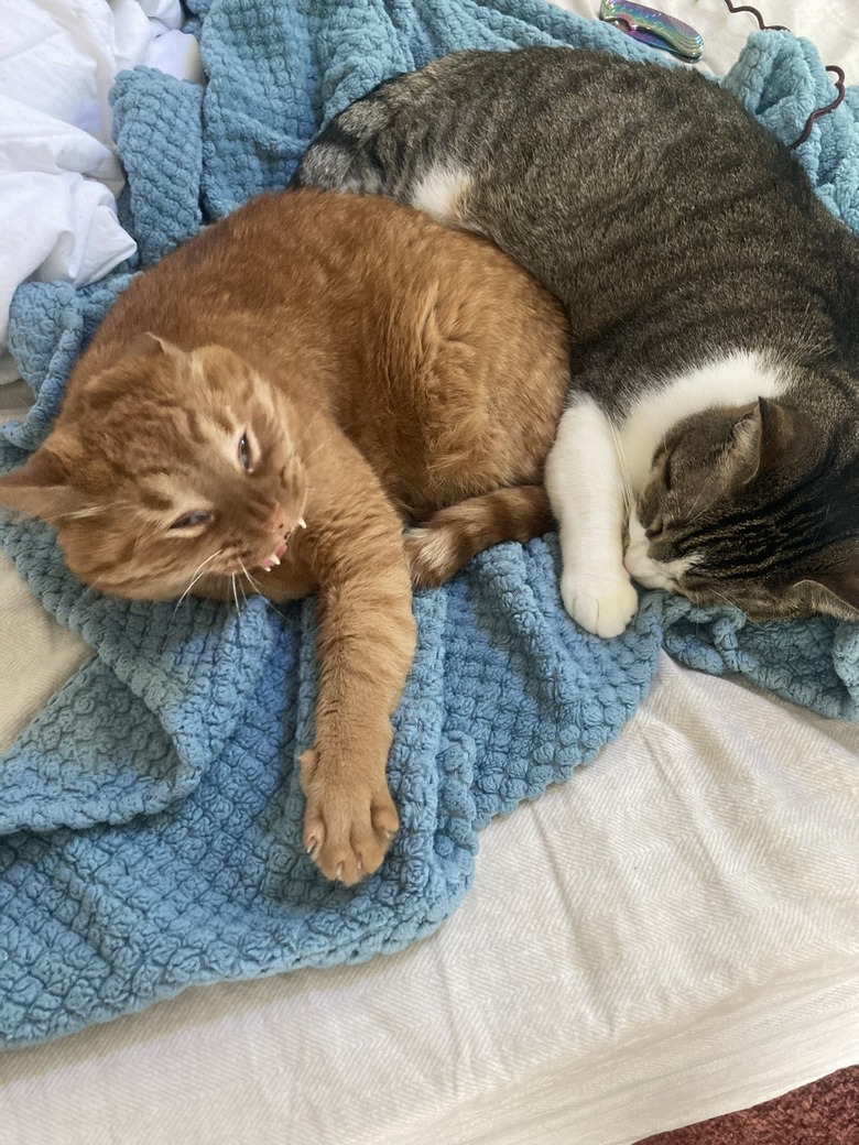 A ginger cat mid-yawn curled up with another sleeping cat