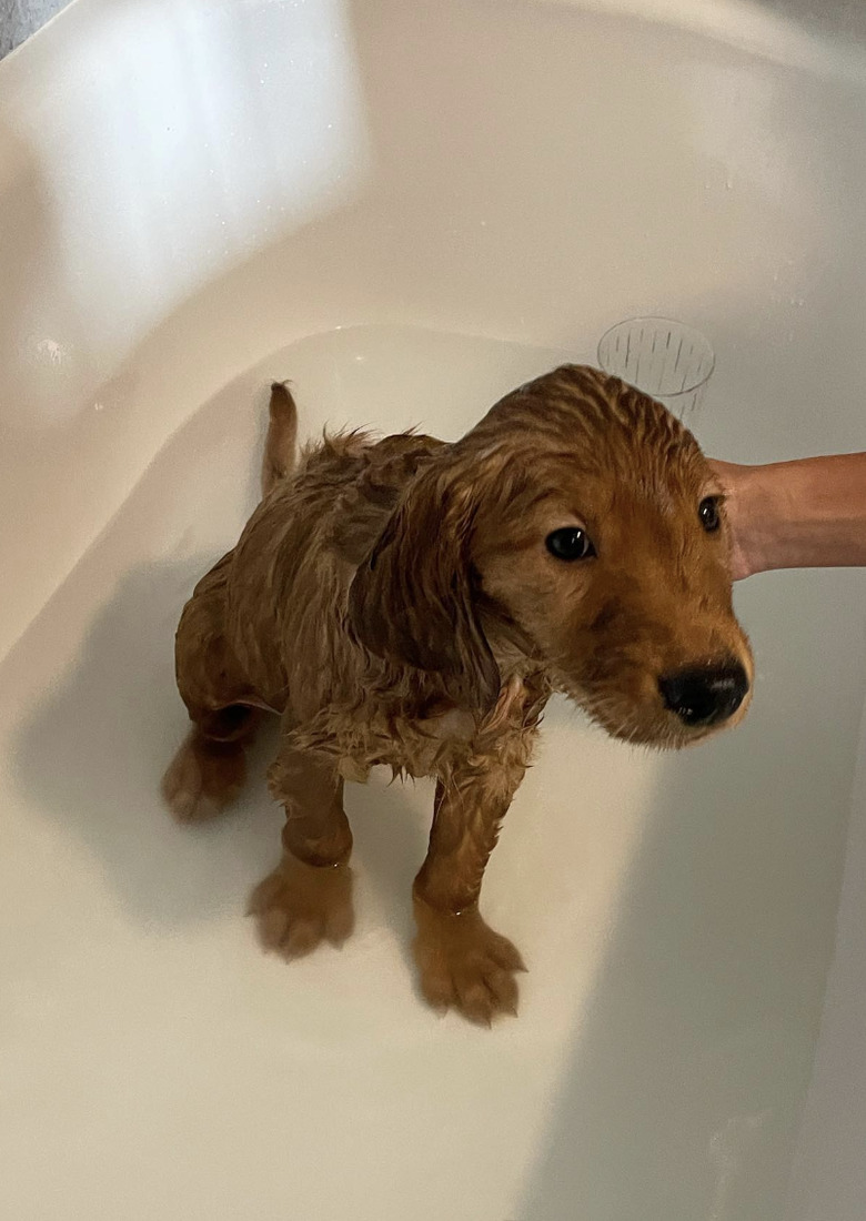 A wet golden retriever puppy inside a bathtub.