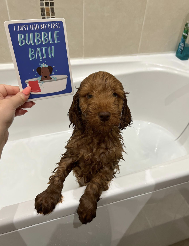 A cockapoo puppy in a bath with a sign that says 