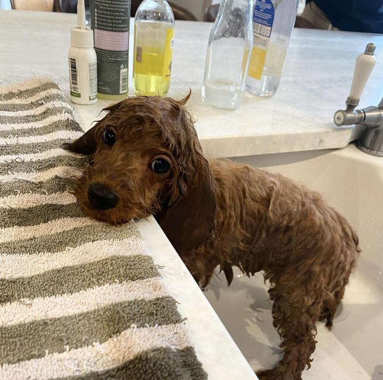 A wet cavapoo puppy with their chin resting on a towel.