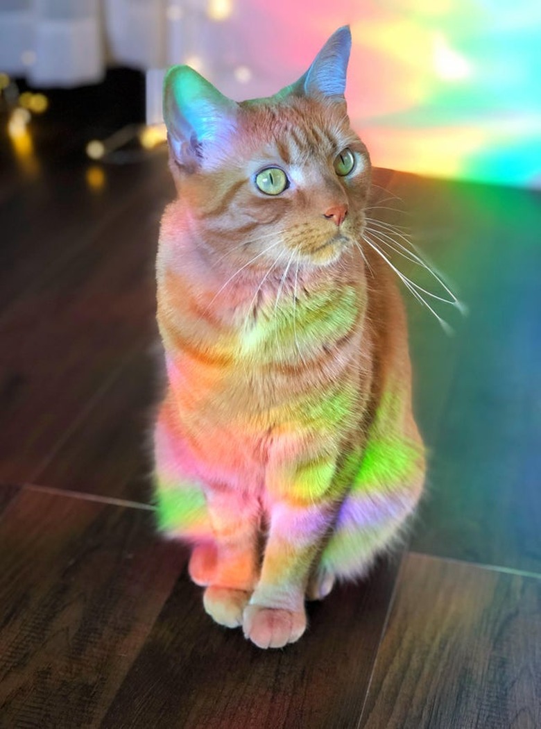 Cat sitting in rainbow light with eyes wide