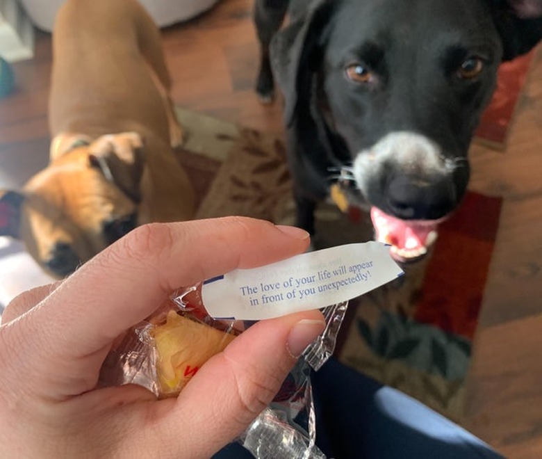 Two dogs and a fortune from cookie that says 