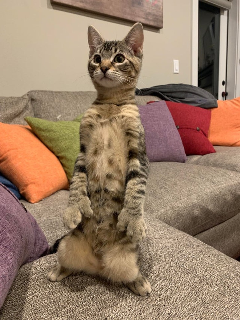 Kitten standing up on her back legs like a meerkat