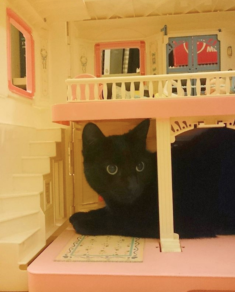 15 Adorable Pictures Of Cats Inside Dollhouses Cuteness