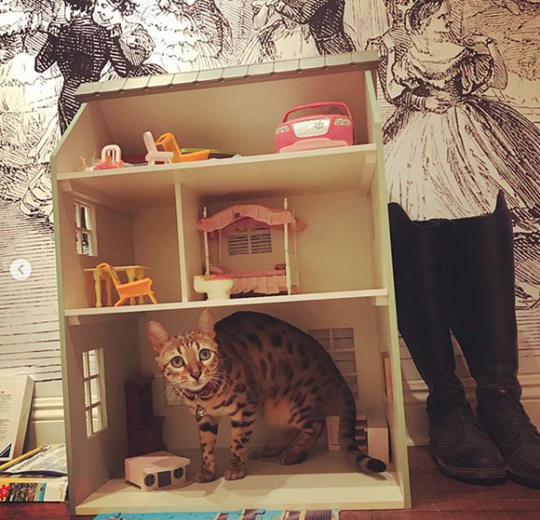 15 Adorable Pictures Of Cats Inside Dollhouses Cuteness