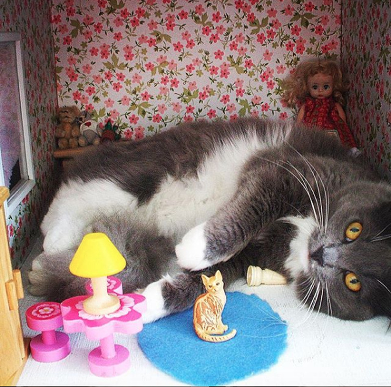 A gray and white cat lying in dollhouse.