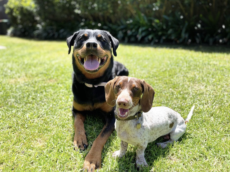 a big rottweiler with a small dog sitting on grass.