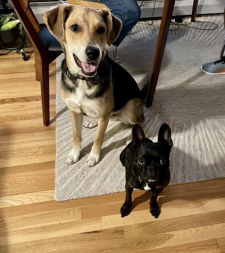 a big dog sitting behind a small black dog.