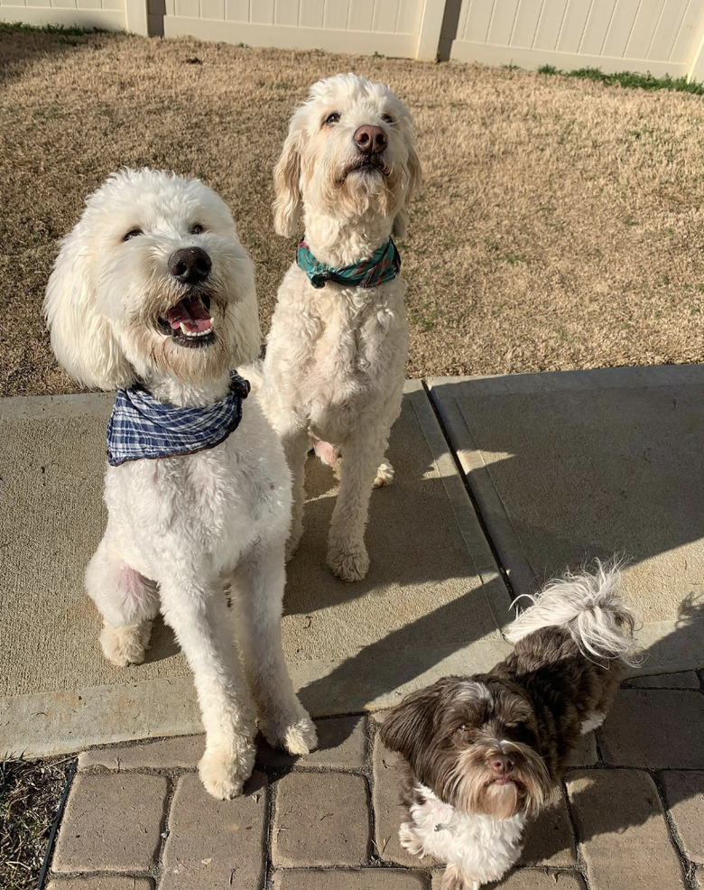 two big dogs on a walk with a smaller dog.