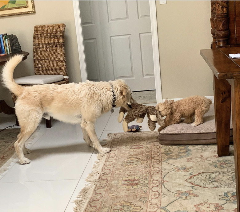 a big dog and small dog playing tug of war with a toy.