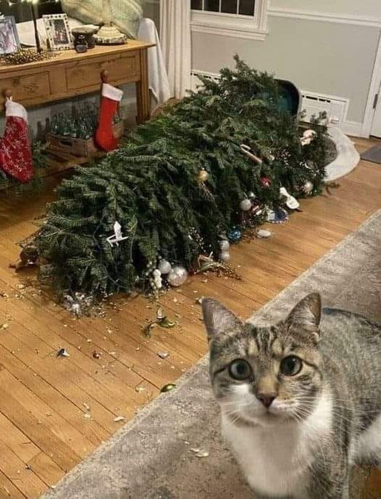 tabby cat knocks down Christmas tree.