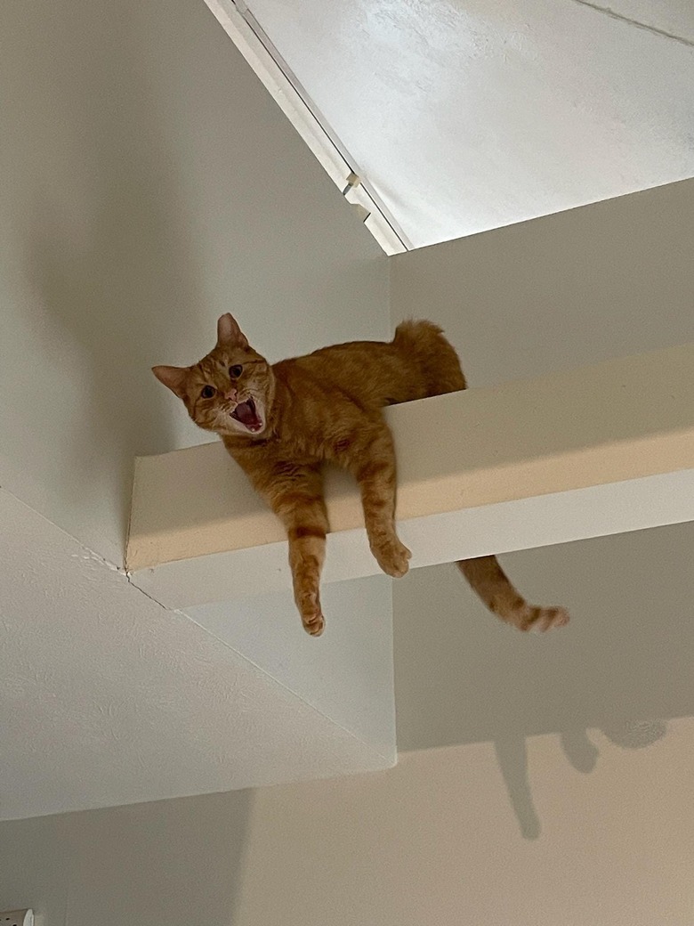 cat climbed onto crossbeam in ceiling.