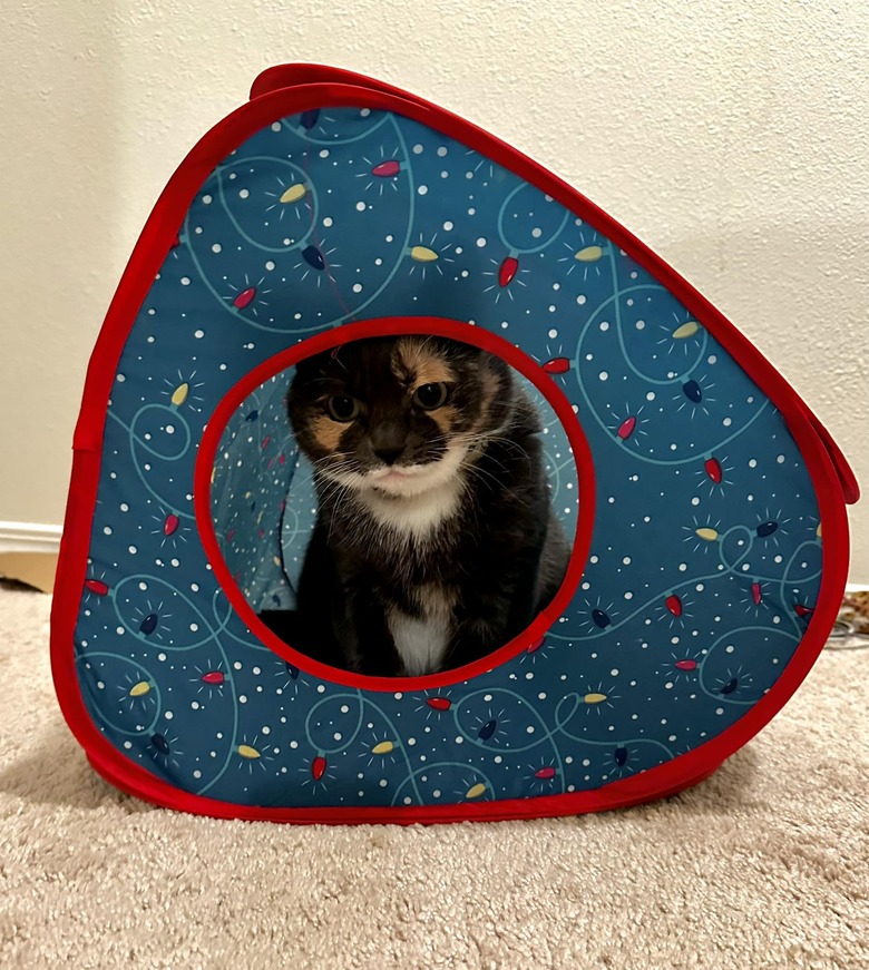 cat in cat-sized tent.