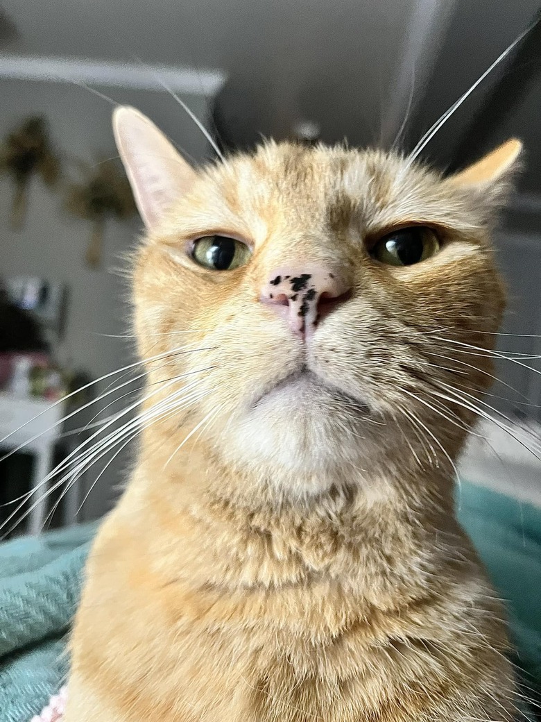 orange cat looks like actor Brendan Gleeson.