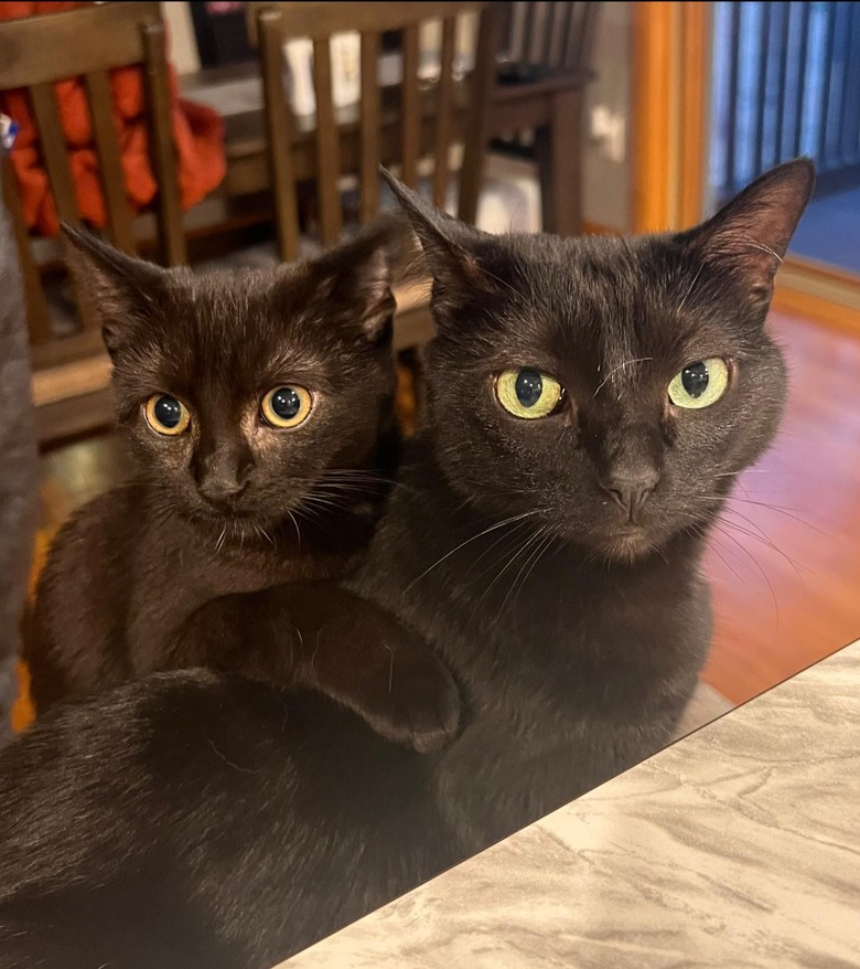 black cat hugging other black cat.