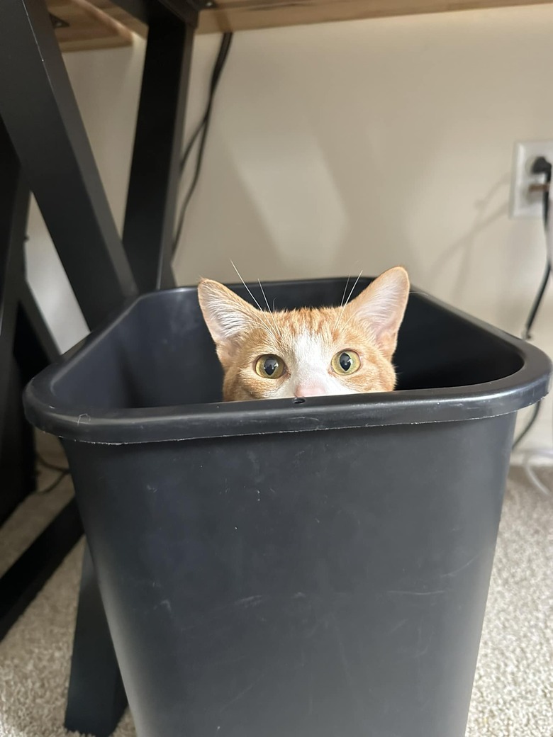 cat hiding in trash bucket.