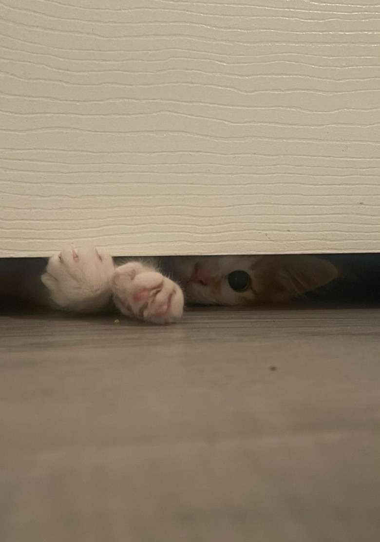 cat reaching under door.