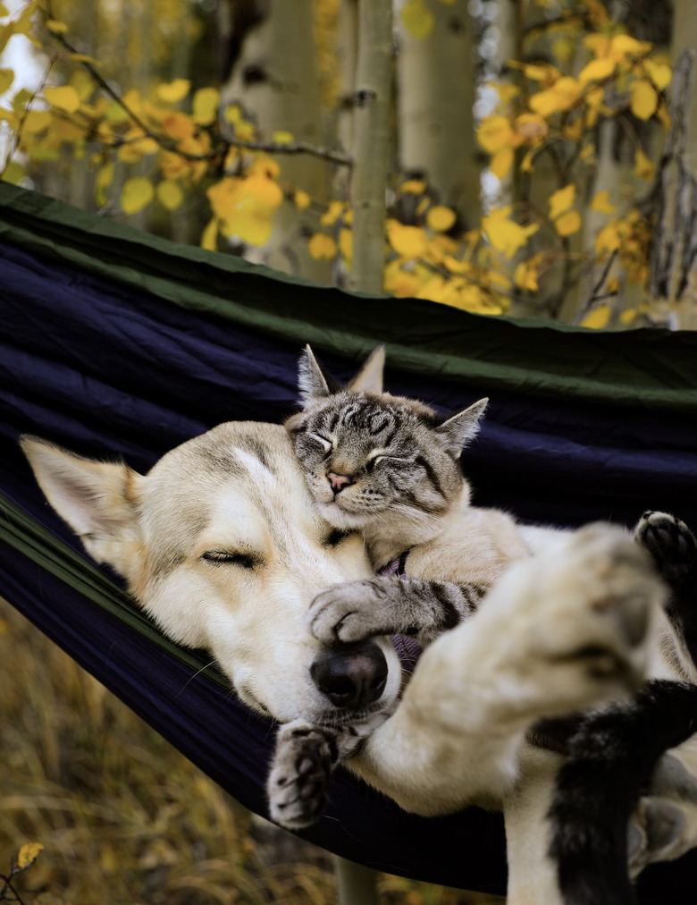 a cat and dog cuddled up on a hammock.