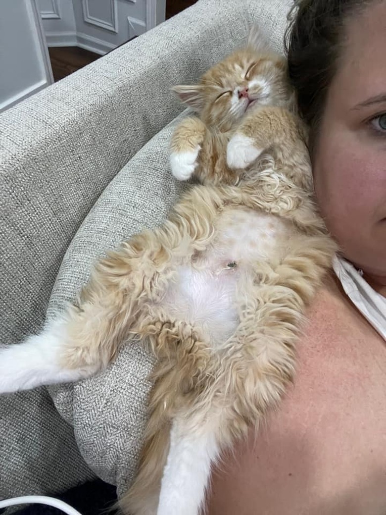 Cat sleeps on their back on a woman's shoulder.