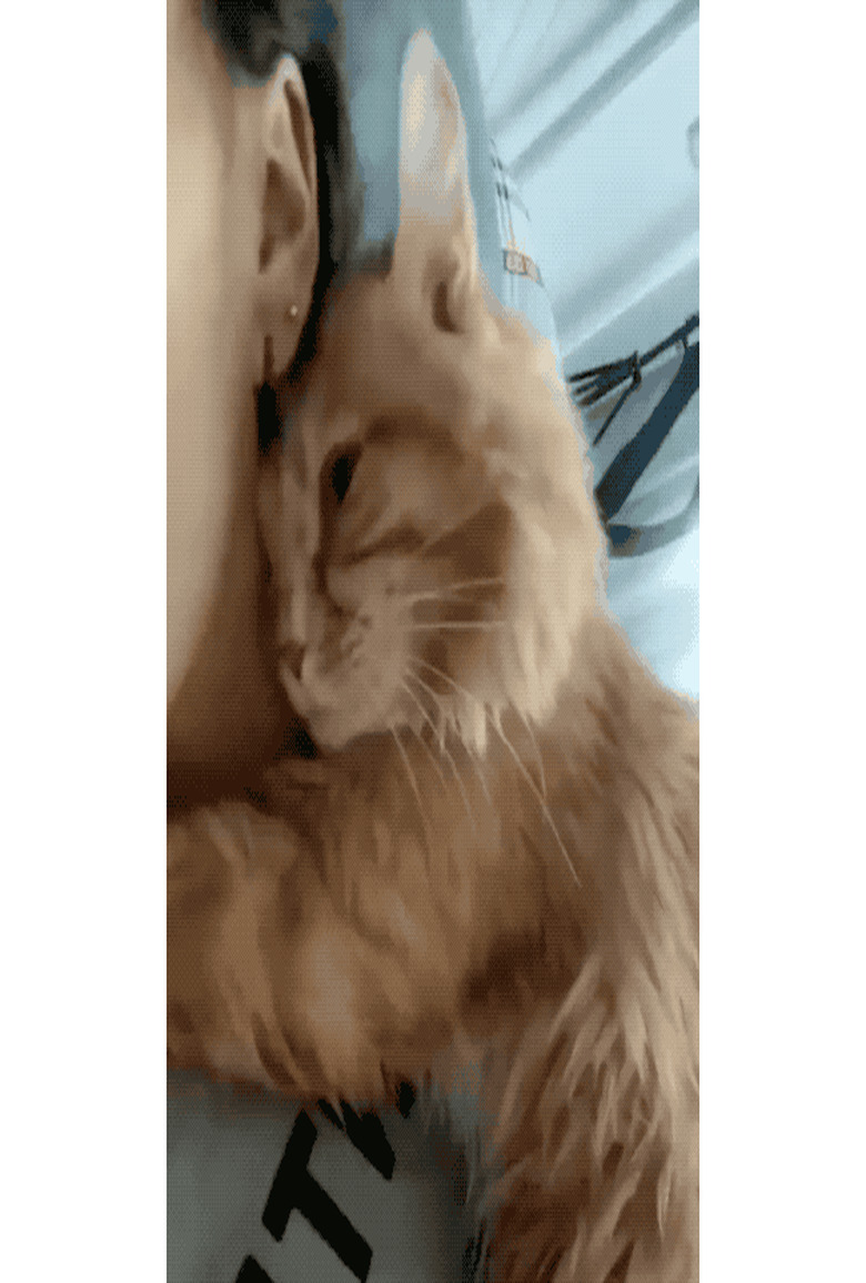 Ginger cat nuzzles persons neck.