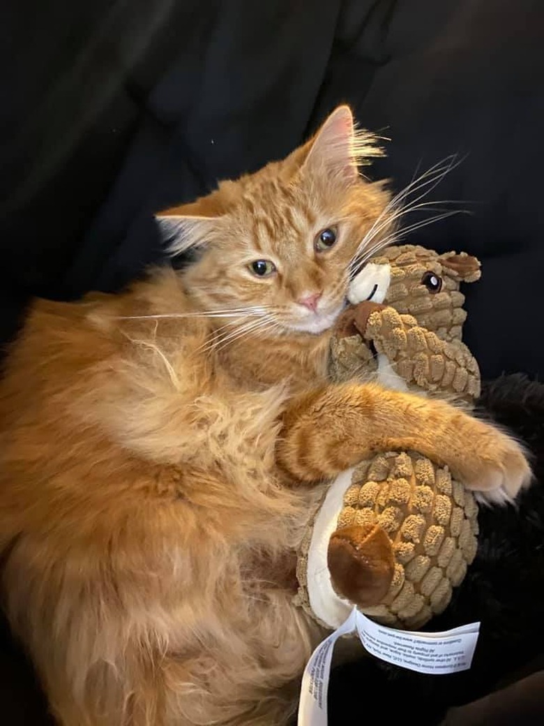 An orange cat is holding a plush animal toy.