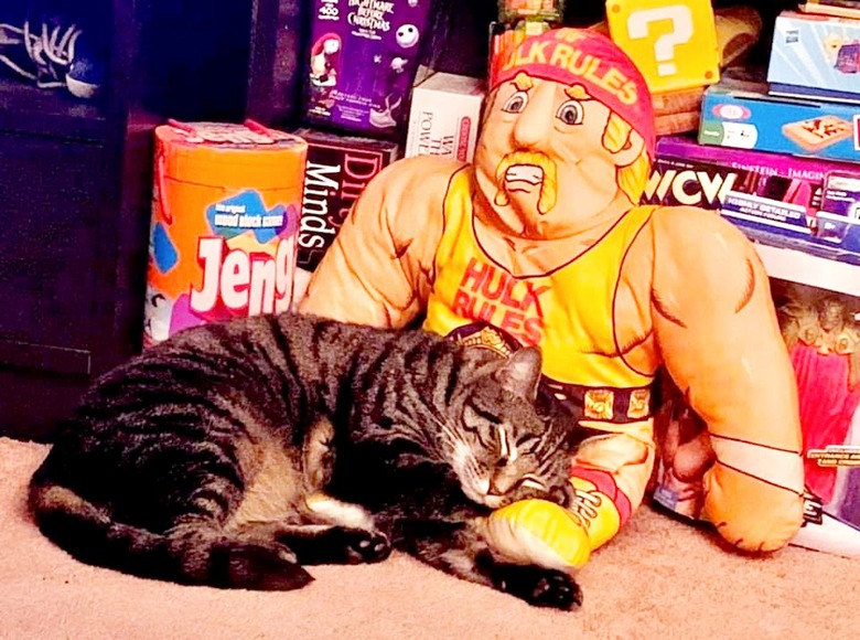 A cat sleeps on a Hulk Hogan doll.