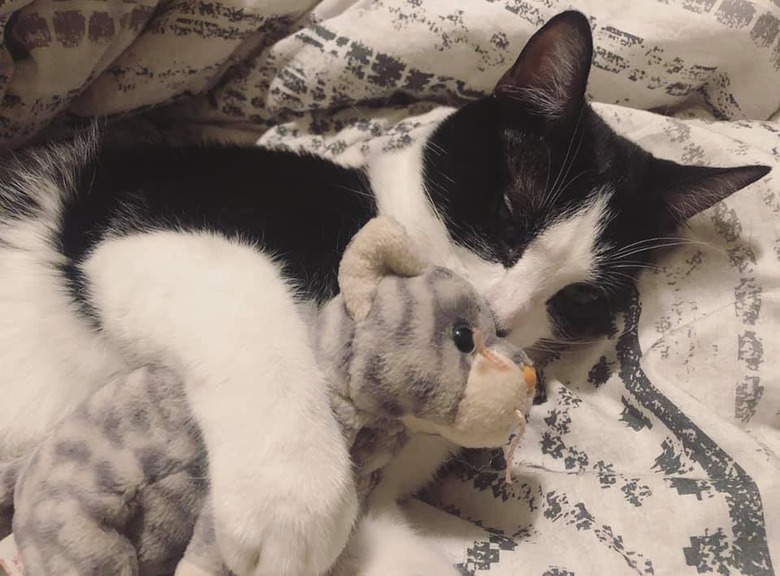 A black and white cat is sleeping with a stuffed animal.