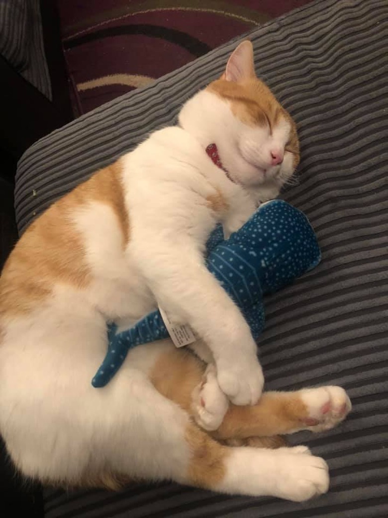 An orange and white cat sleeps while cuddling a plush shark toy.