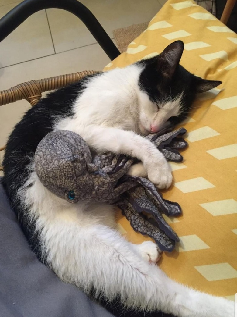 A black and white cat snuggles with a toy octopus.