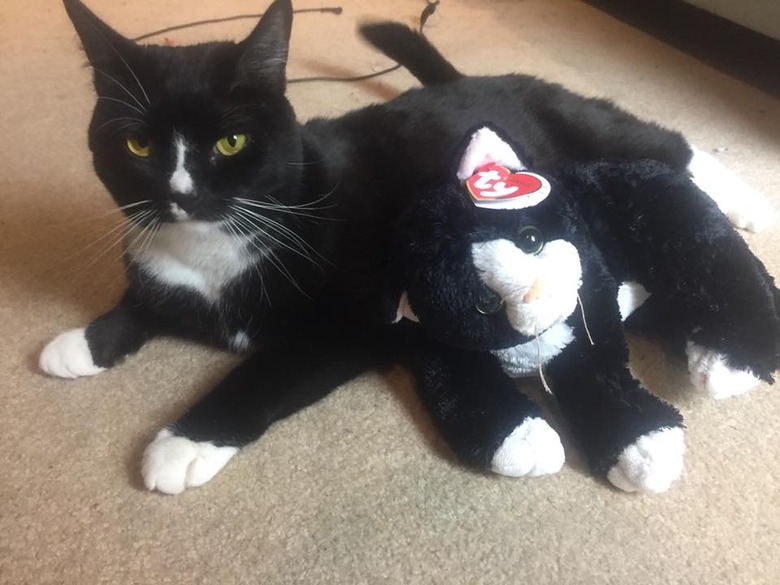 A tuxedo cat is posing with a tuxedo cat stuffed animal.