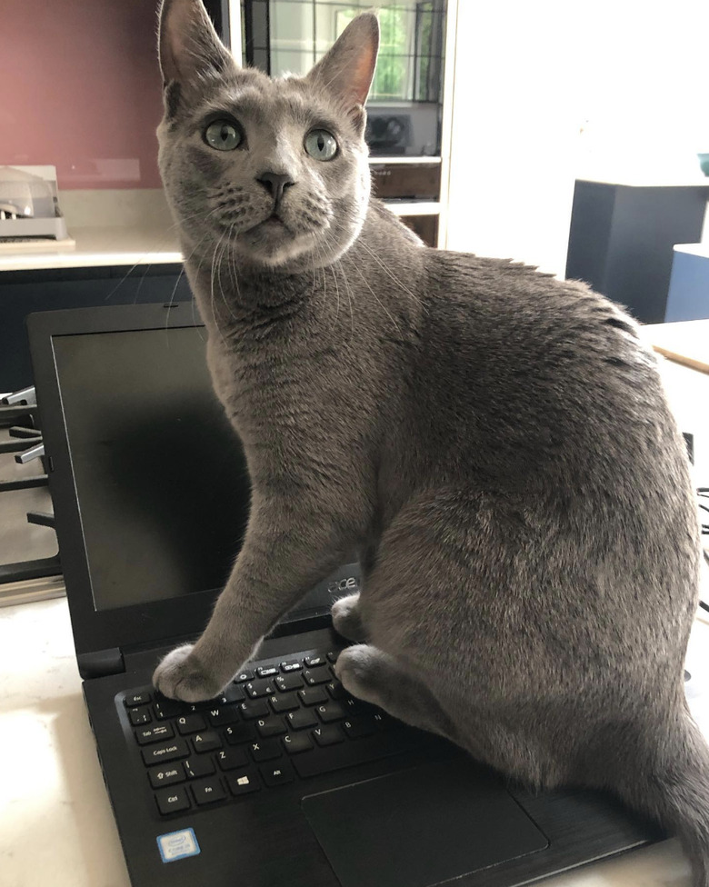 a gray cat sitting on an open laptop.